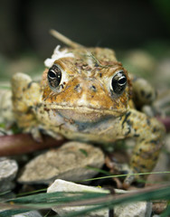 Toad 