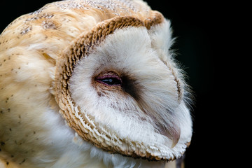 Barn Owl Close Up Portrait