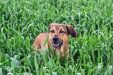 A red hair dog playing outdoor in field of wheat