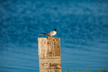 Common Tern 012