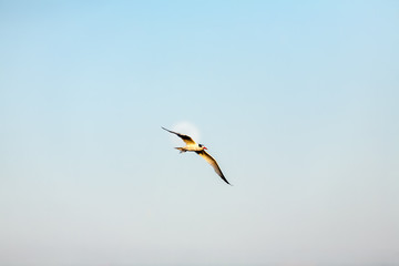 Common Tern 014
