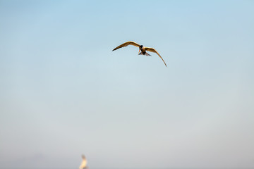Common Tern 015