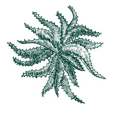 Aloe Vera plant, woodcut style design, hand drawn doodle, sketch in pop art style, isolated vector illustration