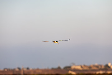 Common Tern 018