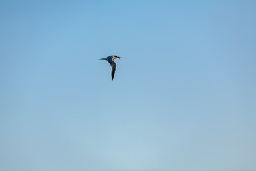 Common Tern 030