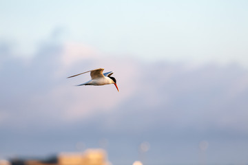 Common Tern 032