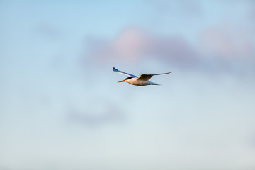 Common Tern 036