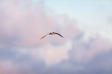 Common Tern 037