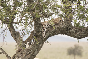 Leopard Mom and Cub in Tree, Serengeti