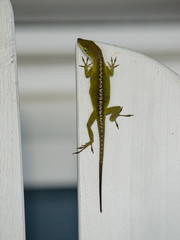 Carolina Anole