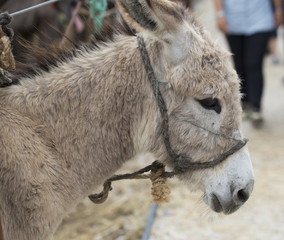 Donkey