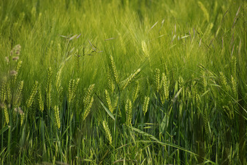 Barley field, abstract nature background for agriculture, world nutrition and growth, copy space