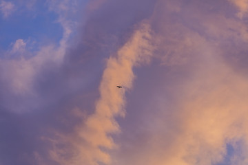 bird flying over sunset sky 