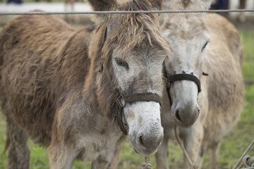 Donkeys