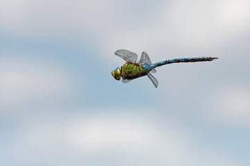 Grosse Königslibelle