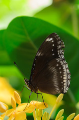 Obraz na płótnie Canvas black butterfly