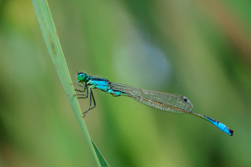 damselfly