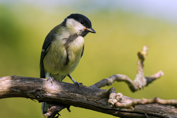 Obraz premium Juvenile Kohlmeise