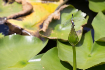 Lotus garden on the bright blue color of lotus makes the atmosphere very good..