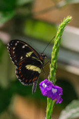 black butterfly on green branch