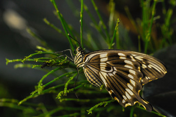 Fototapeta na wymiar butterfly on green plant