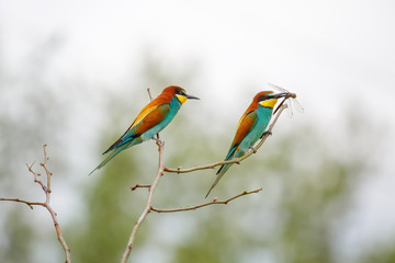 Bee-eaters on a branch. Bee-eater with a dragonfly in beak. Love ritual