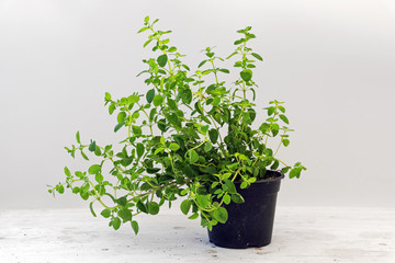 oregano, potted plant against a light gray background with copy space, kitchen herbs for fresh and healthy cooking