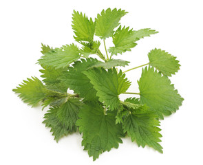 Green nettle.
