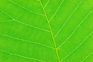 close up on green leaf texture background