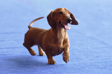 Dachshund on the dog show