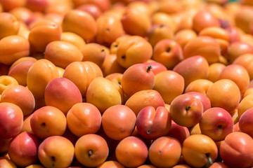 Freshly pick apricot