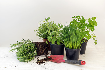 kitchen herb plants in pots such as rosemary, thyme, parsley, sage, and chives for fresh and...