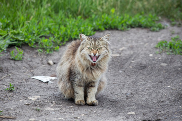 Naklejka na ściany i meble Angry evil furry fluffy courtyard cat