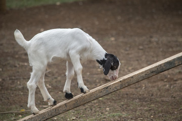 Fototapeta premium Motivated goat