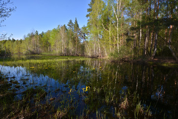 Fototapeta na wymiar Pond in the spring forest.