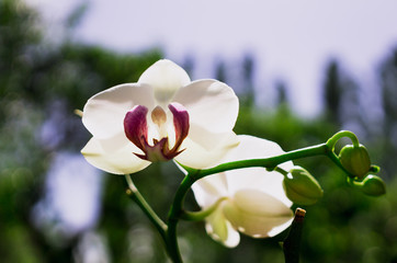 White cheerful phalaenopsis orchid and thicket of tropical garden