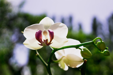 Obraz premium White cheerful phalaenopsis orchid and thicket of tropical garden