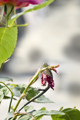 la lucertola arrampicatrice, si issa sopra il rametto della rosa alla ricerca di cibo.
