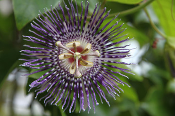 Passiflora