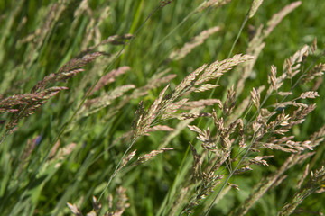 Grass blooming in a meadow in spring
