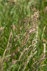 Grass blooming in a meadow in spring