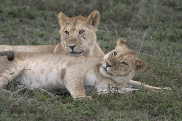 Lion Siblings