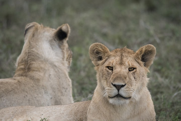 Lion Siblings