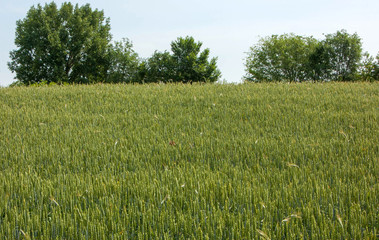 Fototapeta premium Field with wheat