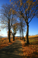 Fototapeta premium jesień 