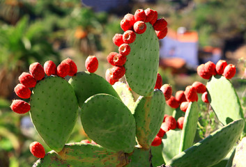 kwitnące kaktusy