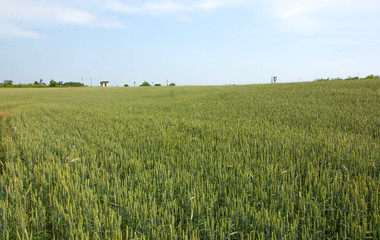 Field with wheat