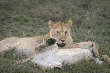 Lion Siblings Wrestling