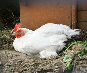 poule blanche,couver au sol dans poulailler 
