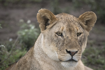 Lion Portrait with Flies, Serengeti